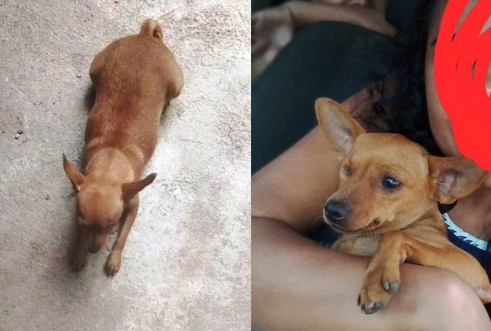 CADELA DA RAÇA PINCHER RESIDENTE NA VILA DA CAIXA ESTÁ SUMIDA DESDE A ÚLTIMA SEXTA, DIA 13. DONO BUSCA INFORMAÇÃO SOBRE A MESMA